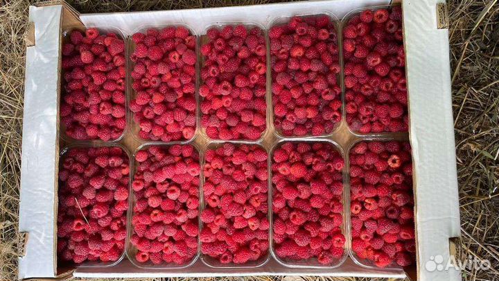 Ремонтантная малина