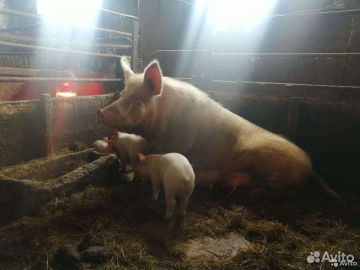 Поросята Ландрас, Дюрок