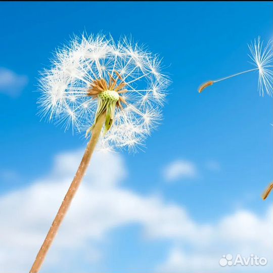 Аксесс Барс