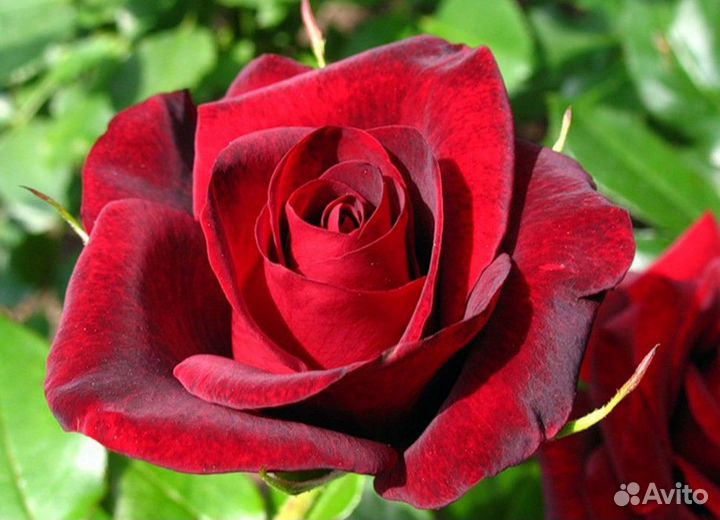 Саженцы роз