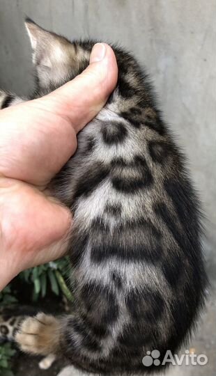 Бенгальская