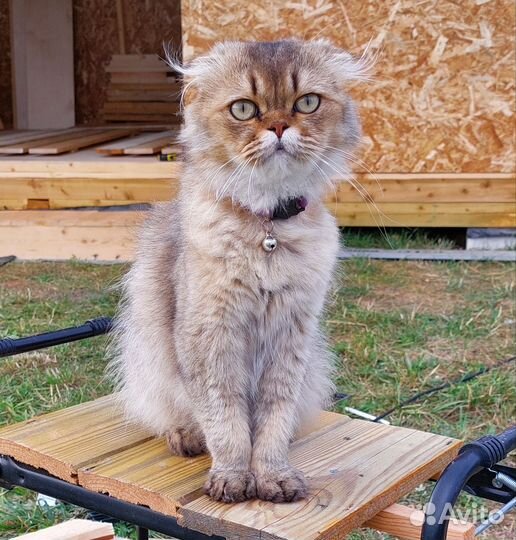 Шотландская вислоухая кошка