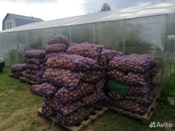 Картофель домашний