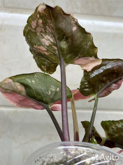 Сингониум Клубничный лёд