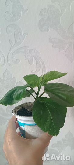 Сортовой гибискус Сердце дракона