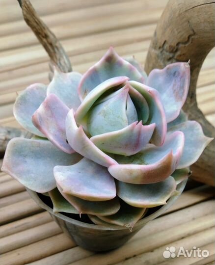 Эхеверии разные NEW 25.08.23