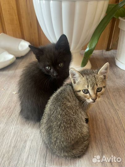 1 котенок серый(за большую плитку шоколадки)