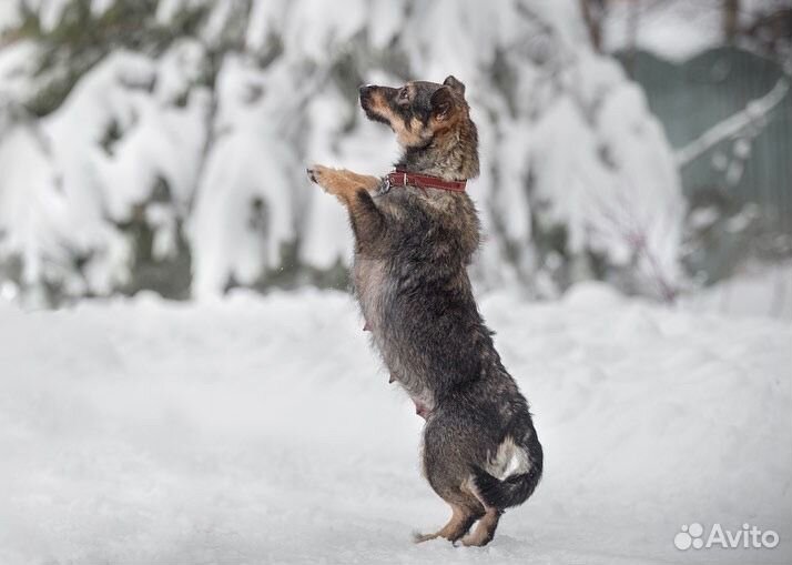 Маленькая собака в добрые руки бесплатно