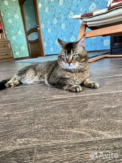 Чаузи ф5 взрослый кот