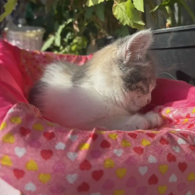 Котёнок в добрые руки