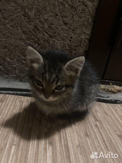 Кошка в дар бесплатно