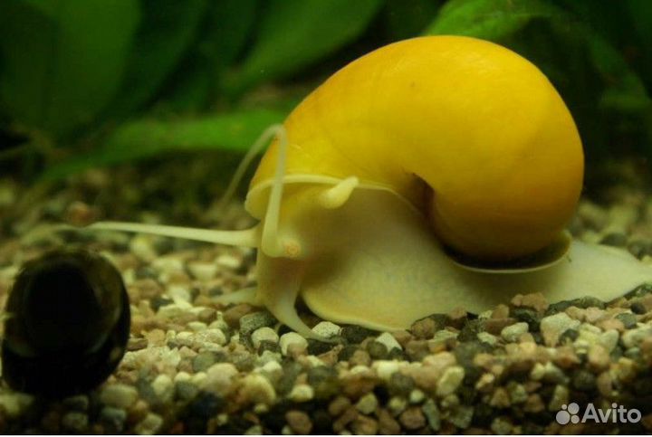 Улитки ампулярии