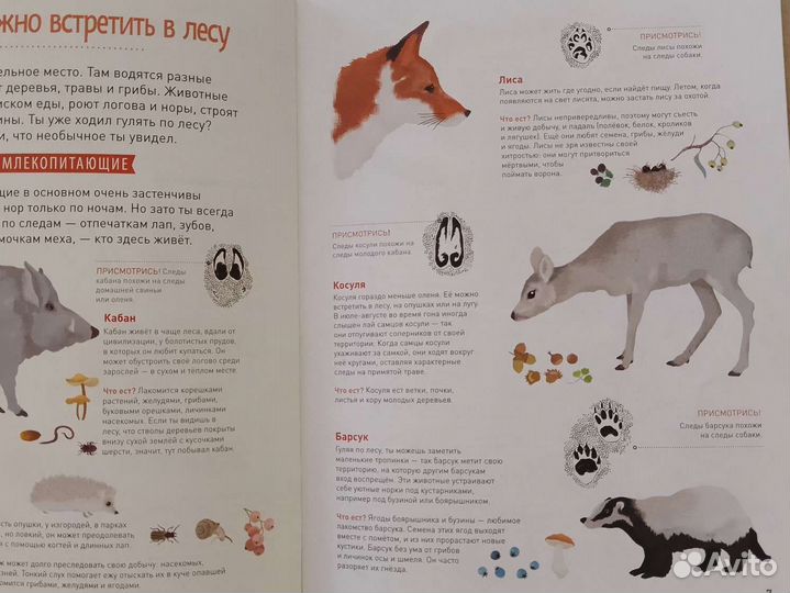 Мой лесной гербарий