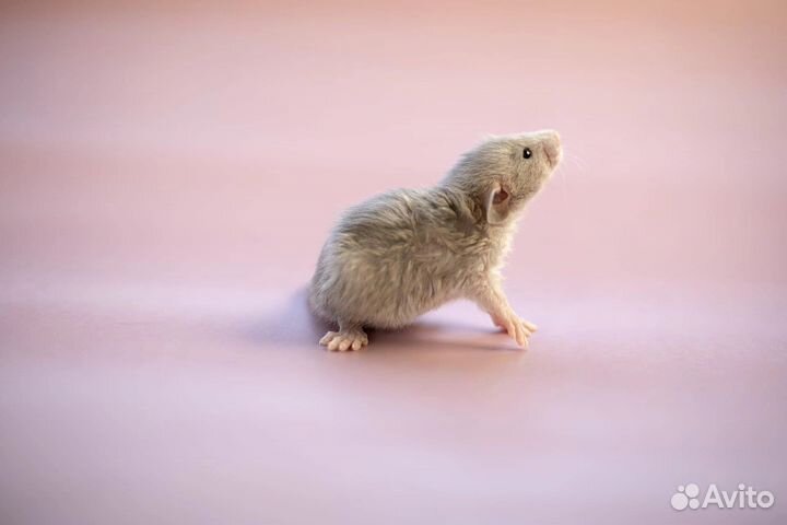Крыса лонг крысята