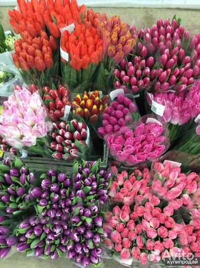 Тюльпаны оптом и в розницу к 8 марта. Иркутск