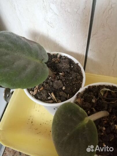 Фиалка в горшках