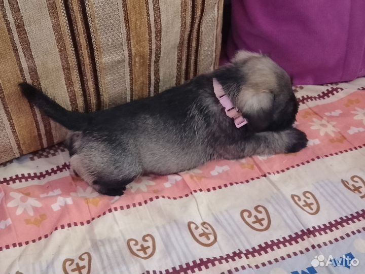 Цвергшнауцер щенки перец с солью