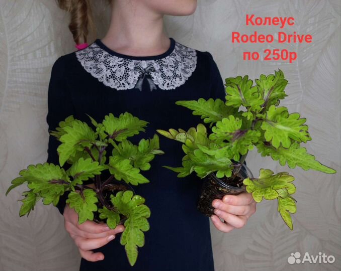 Растения для Вашего дома и квартиры