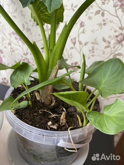 Каллы комнатные