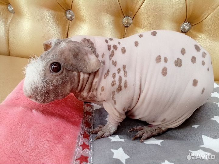 Морские свинки скинни в разведение группа