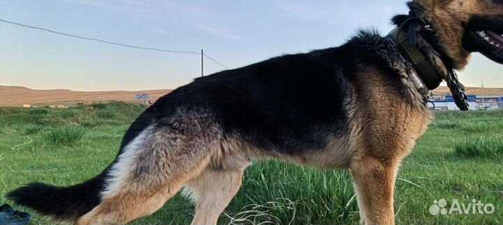 Немецкая овчарка вязка кобель