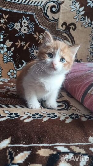 Котик в добрые руки