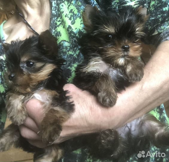 Йоркширский терьер мини