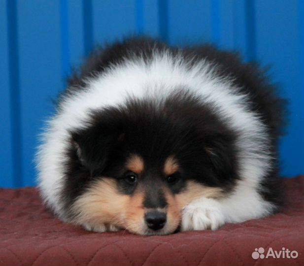 Щенки колли