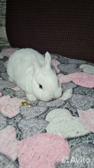 Крольчата карликовый рекс