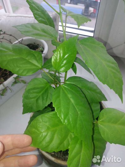 Гибискус китайская роза