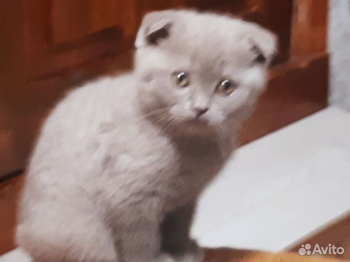 Шотландская вислоухая