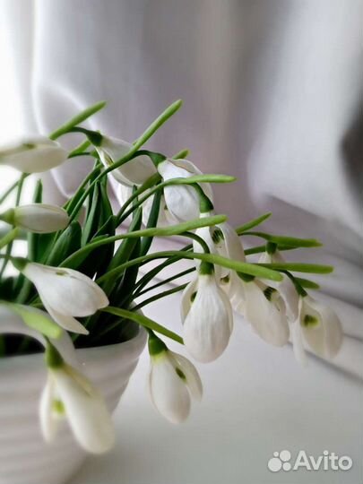 Подснежники из холодного фарфора