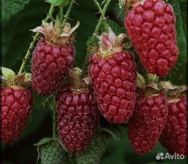 Ремонтантная малина