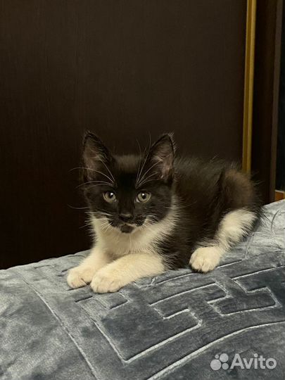 Котик в добрые руки