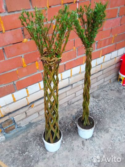 Ива плетёная,плетеные деревья