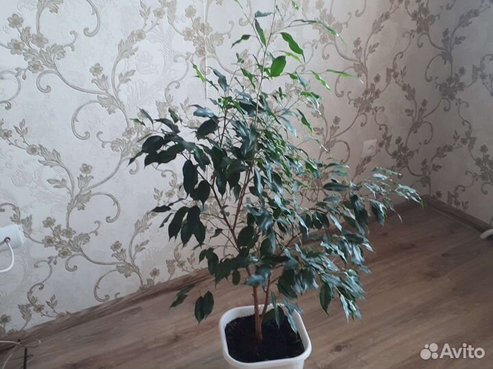 Растения для дома и офиса