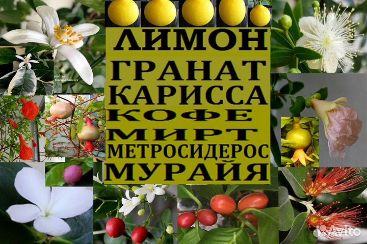 Карисса,кофе,мирт,лайм,лимон,гранат,метросид,мурай