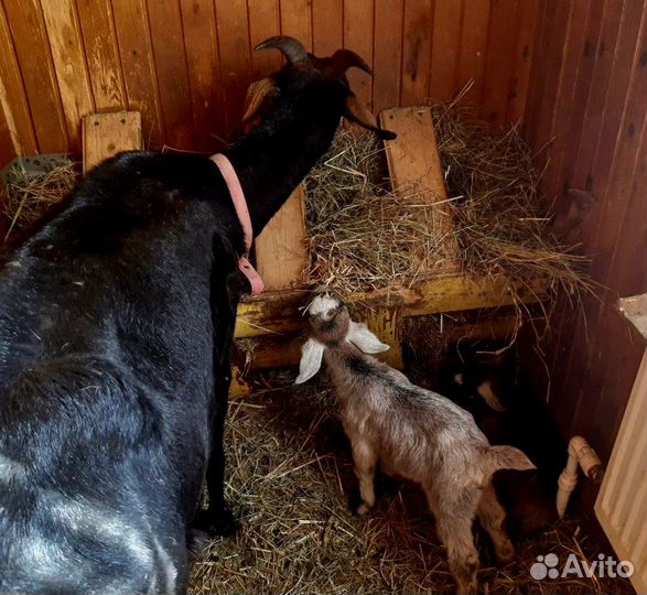 Козочки на выбор