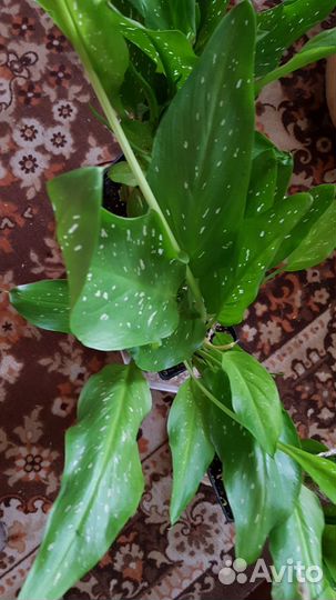 Каллы цветные в горшке