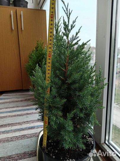 Можжевельник Китайский Стрикта