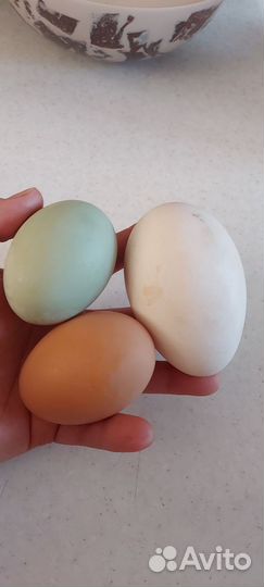 Гусиные яйца на инкубацию