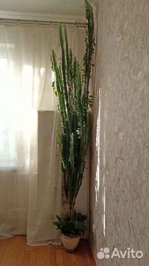 Молочай трехгранный