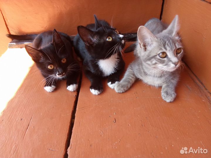 Котята Отдам бесплатно