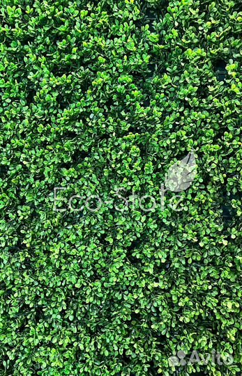 Искусственное озеленение. Искусственный самшит