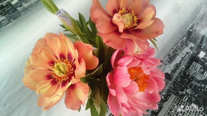 Ито Пион Old Rose Dandy