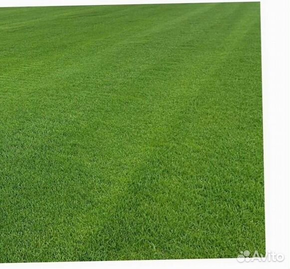 Газон под ключ. Газон посевной и рулонный