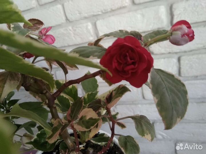 Комнатное растение бальзамин