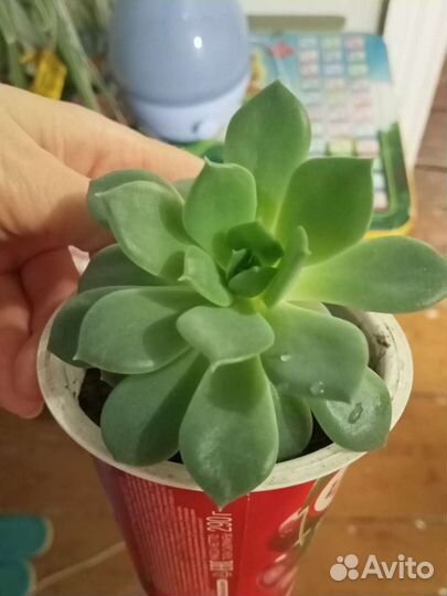 Цветы для декора