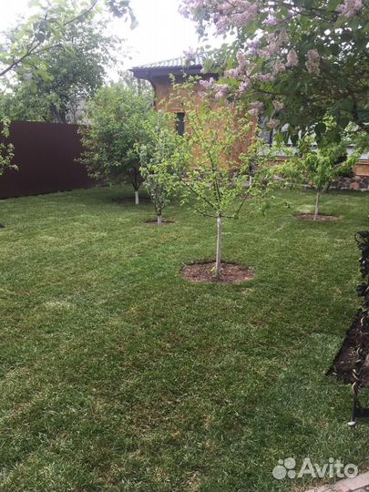 Рулонный газон