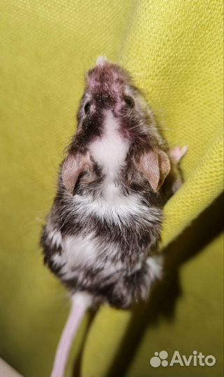 Сатиновые мышки)